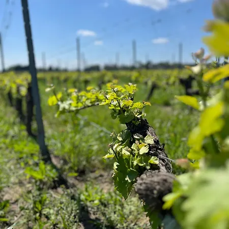 فندق مبيت وإفطار Maison Des Capucins - De Pomerol 3*