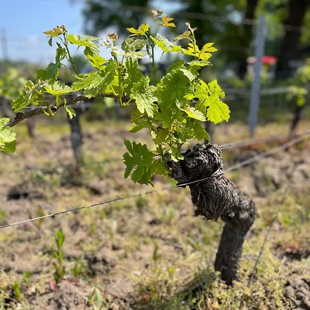 فندق مبيت وإفطار Maison Des Capucins - De Pomerol 3*