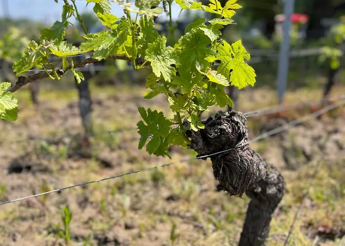 فندق مبيت وإفطار Maison Des Capucins 3*